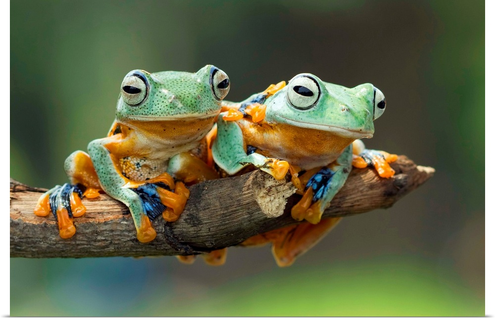 Two tree frogs sharing a branch, one with its foot on the other's back.