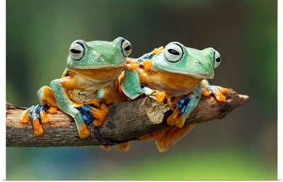 Javan Gliding Tree frogs