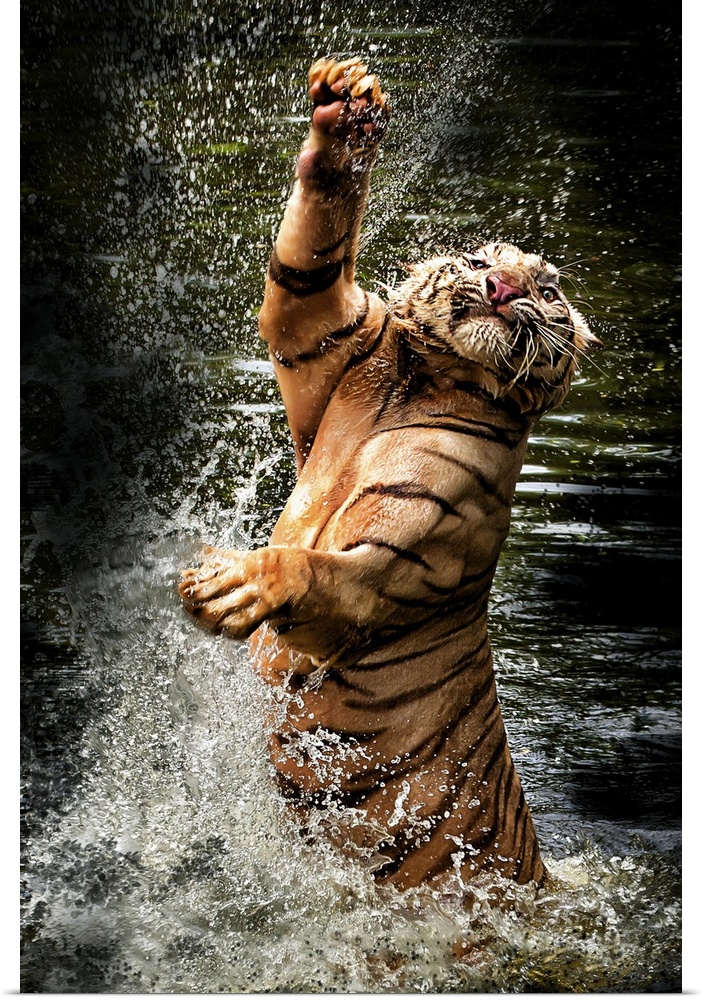 Photograph of a tiger leaping from shallow water and splashing it up all around.