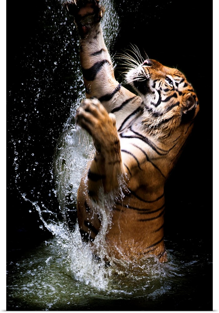 A tiger leaping out of the water, reaching up with its paws.