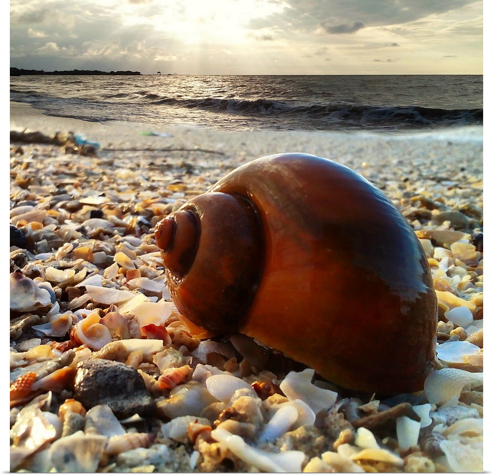 A large shell on the beach, Indonesia.