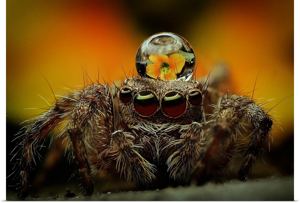 Extreme close-up of a spider with a droplet of water on its head.