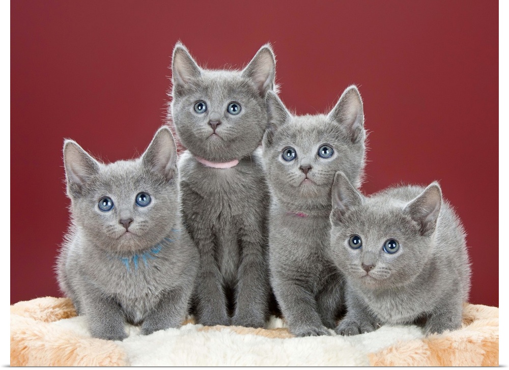 Four grey kittens in studio photo.