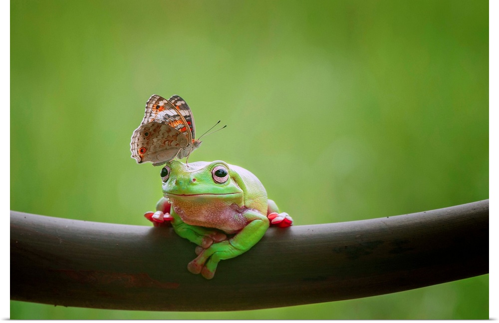 A tree frog appears undisturbed by a butterfly on its head.