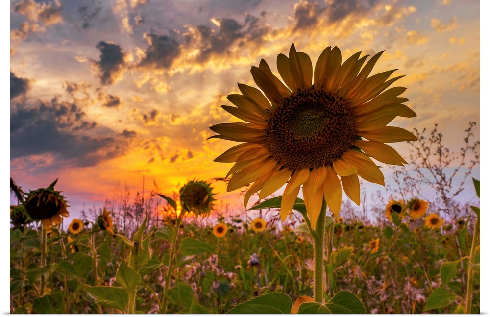 A sunflower with dramatic lighting from the setting sun and a cloudy sky.