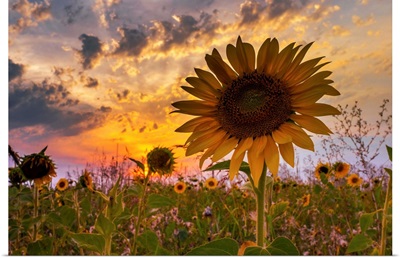 Last Sunflower in the Sunset