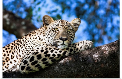Leopard in a Tree