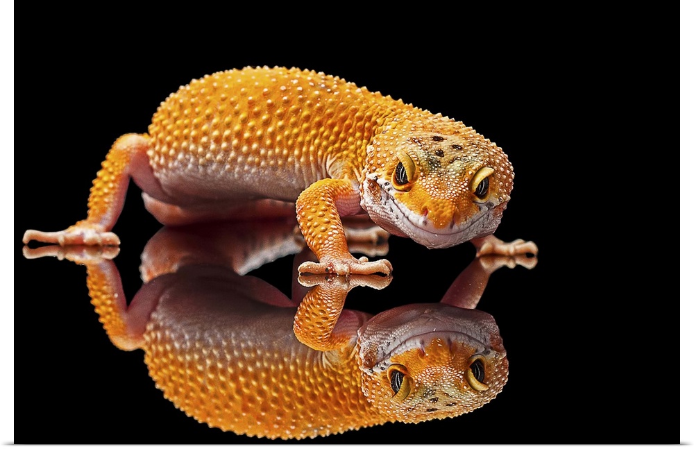 A leopard gecko standing on a mirror with its reflection beneath it.