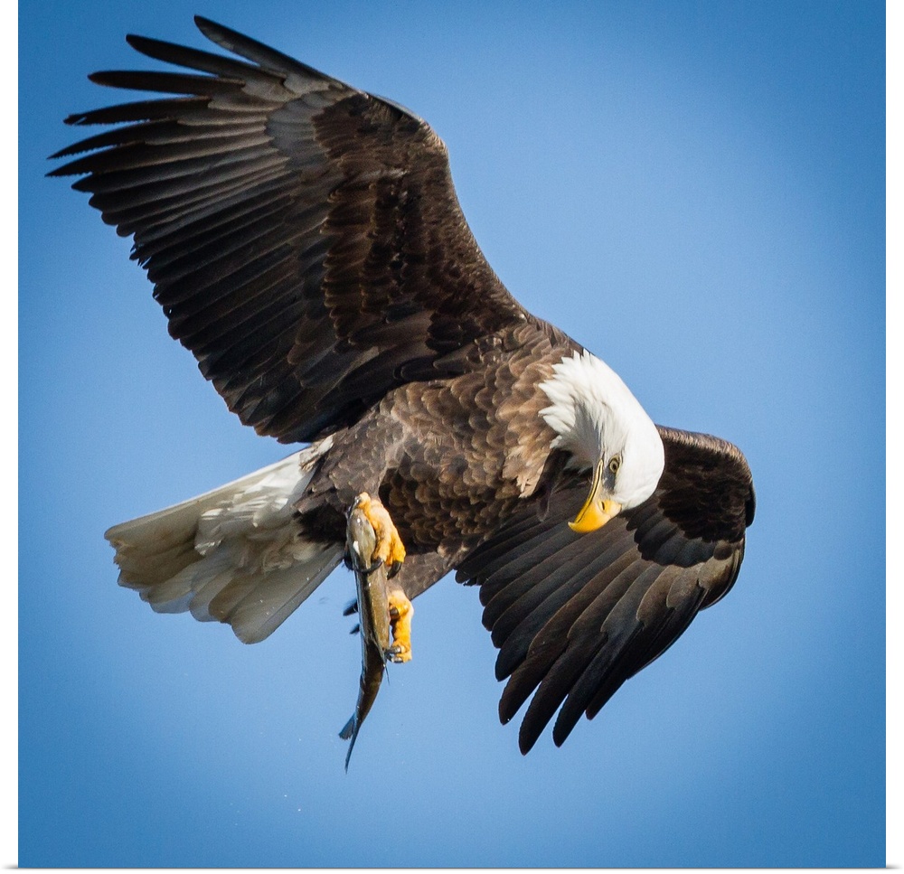 A Bald Eagle looking at its prey in its talons in mid flight.