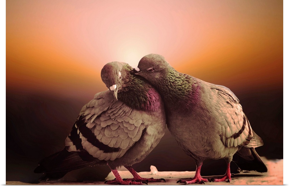 Two pigeons snuggling.