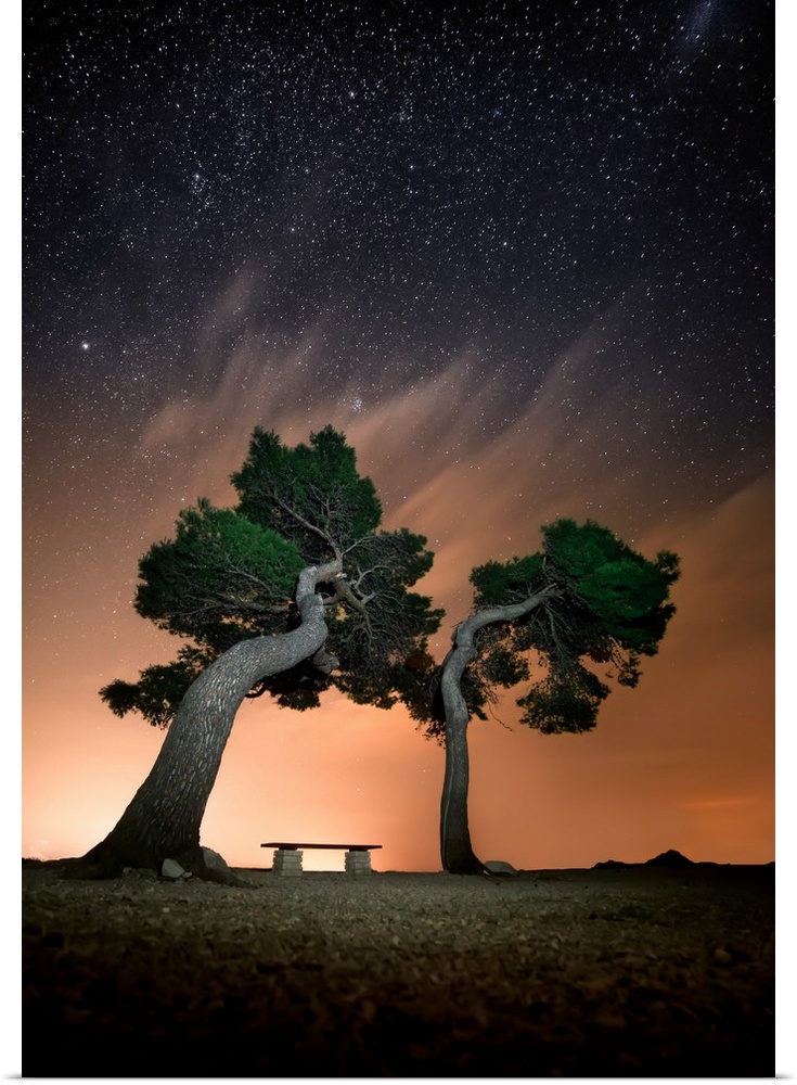 A lone bench between two large trees under the night sky.