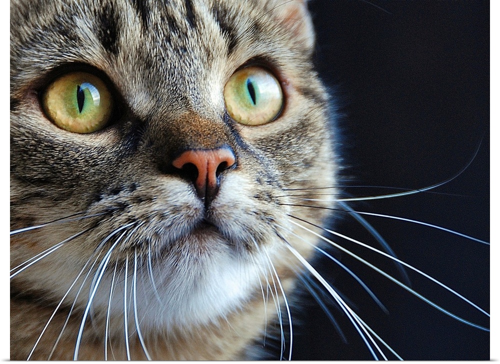 Close up of a tabby cat with long whiskers and green eyes.