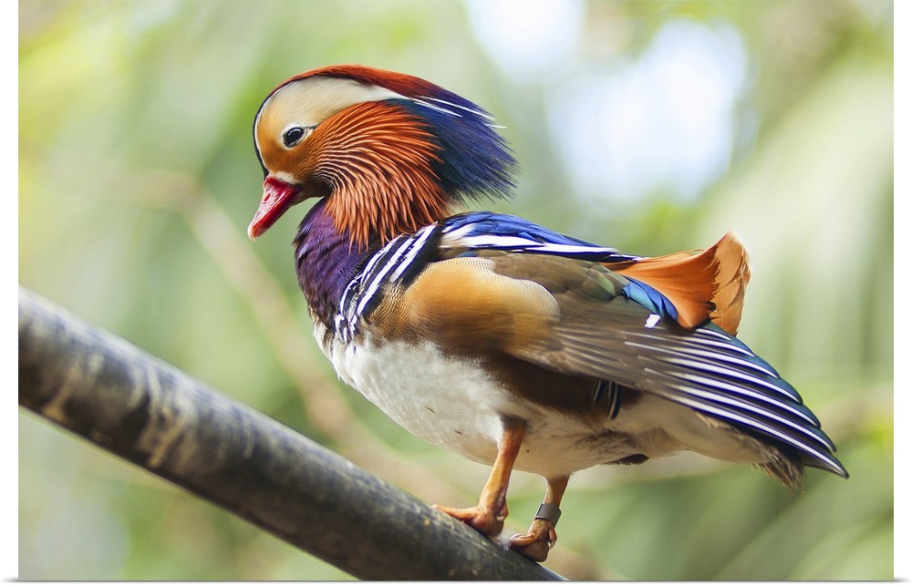 Colorful Mandarin duck on wood branch