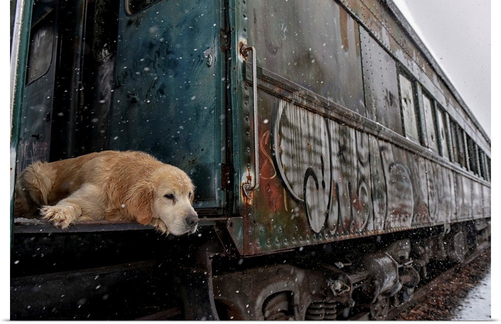 A Golden Retriever laying down in the door of a box car with graffiti on the side.