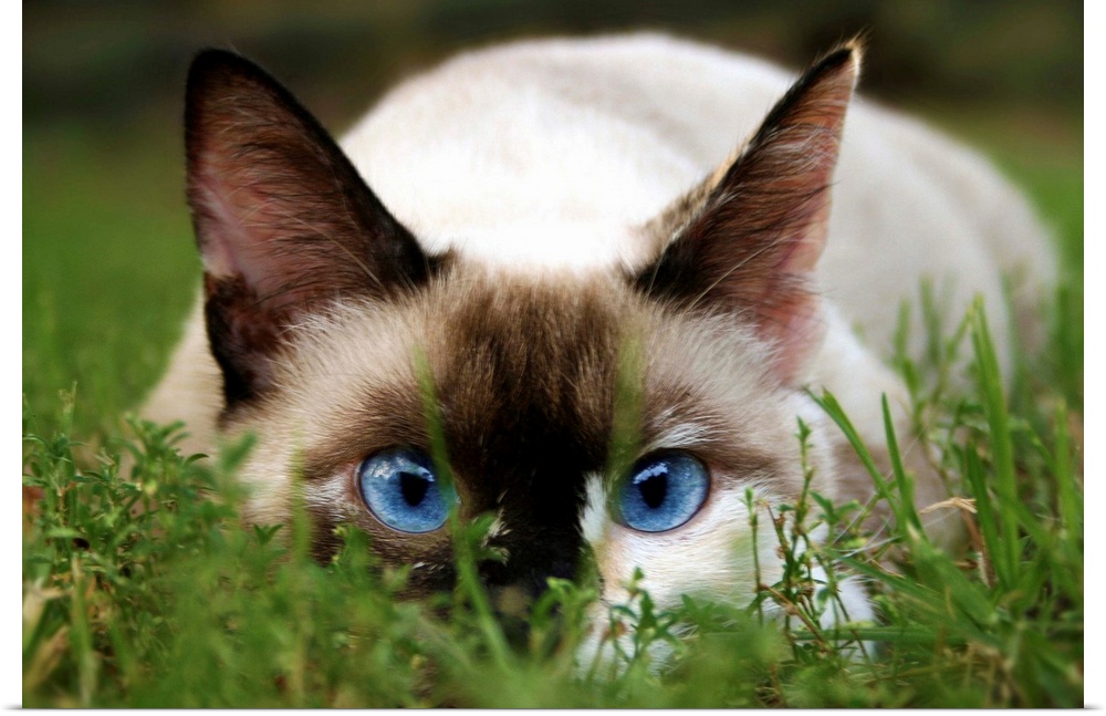 A cute cat hides in the grass.