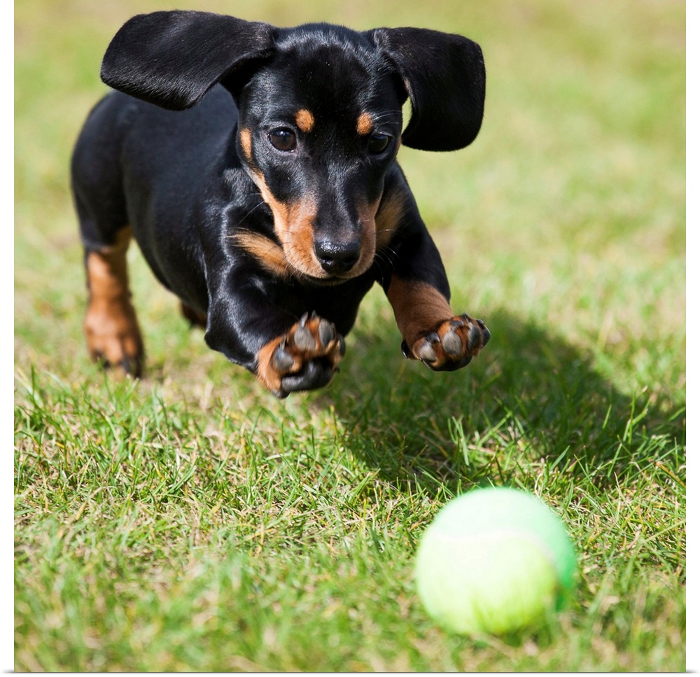 A black dachshund chases after a tennis ball.