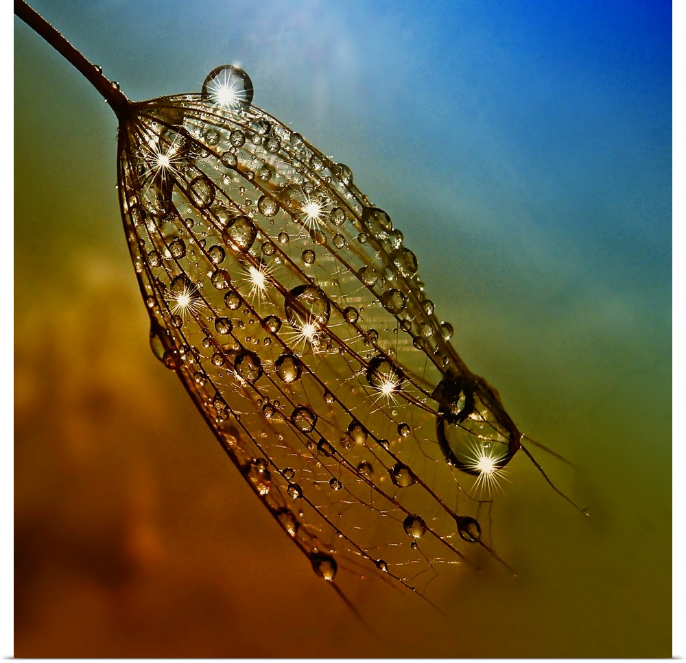 Large dew drops on dandelion seeds.