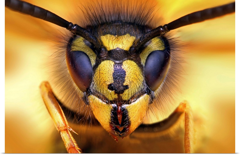 Macro image of the face of a wasp.