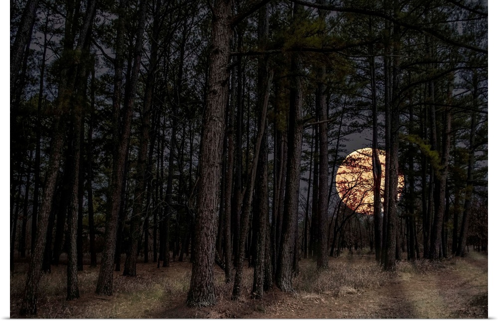 Moon peers through forest trees at Sequoyah State Park in Oklahoma.