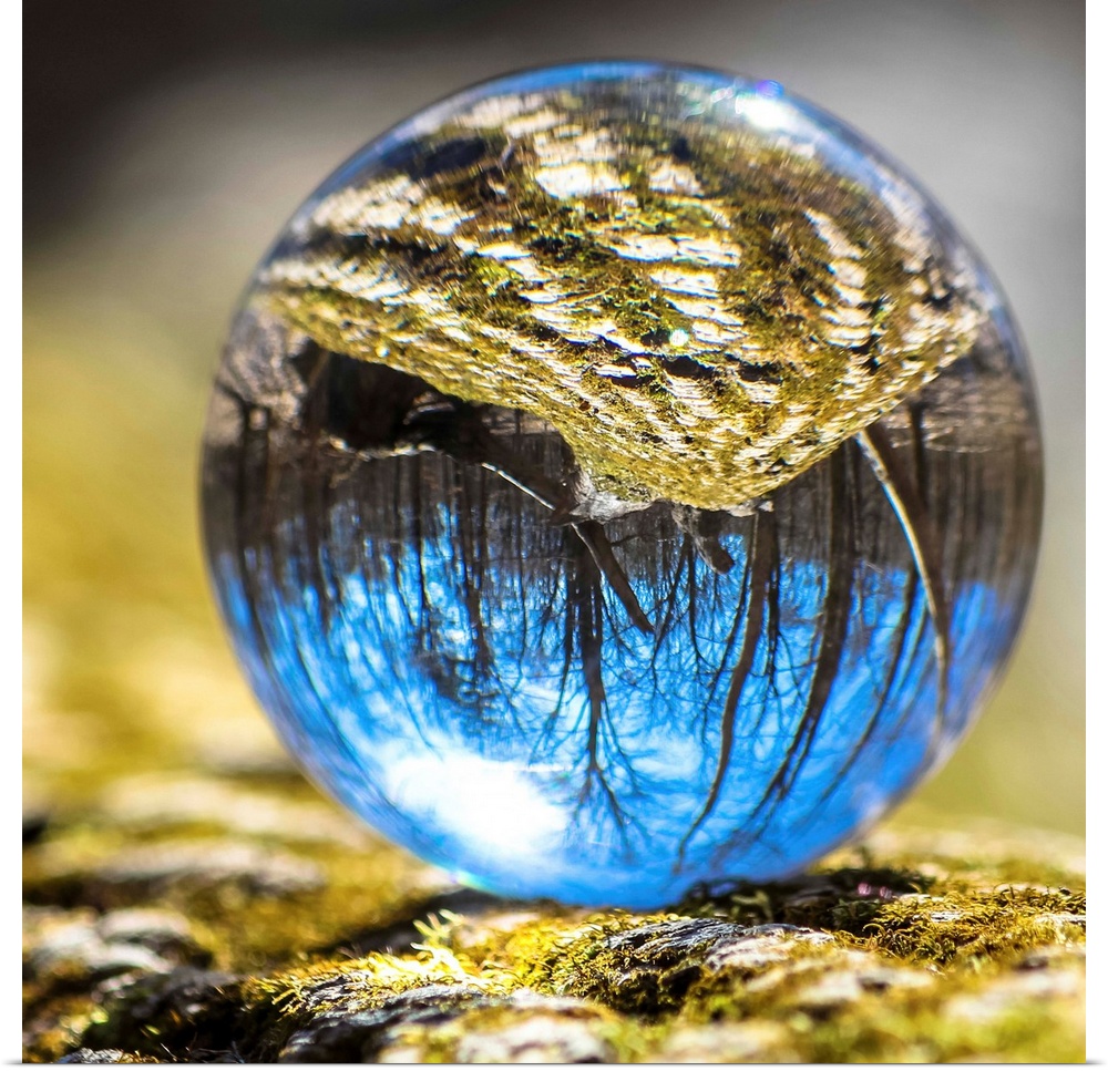 Crystal ball with the reflection of a mossy tree