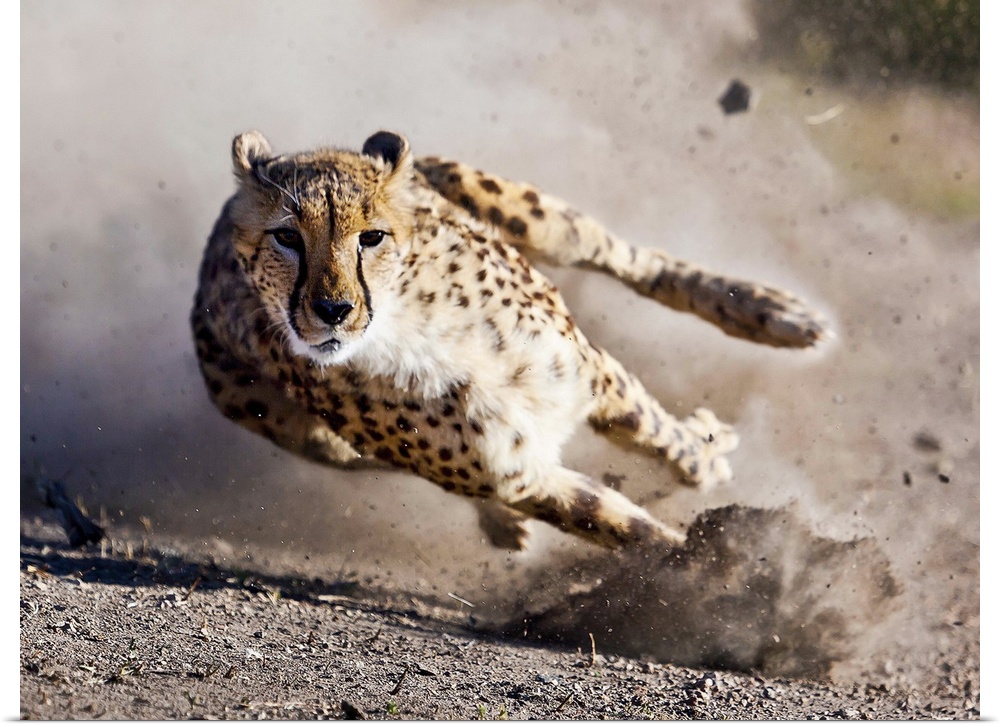 A running cheetah at full speed, leaning into a curve.