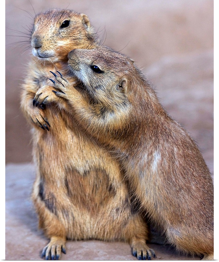 Prairie Dogs showing each other some affection.