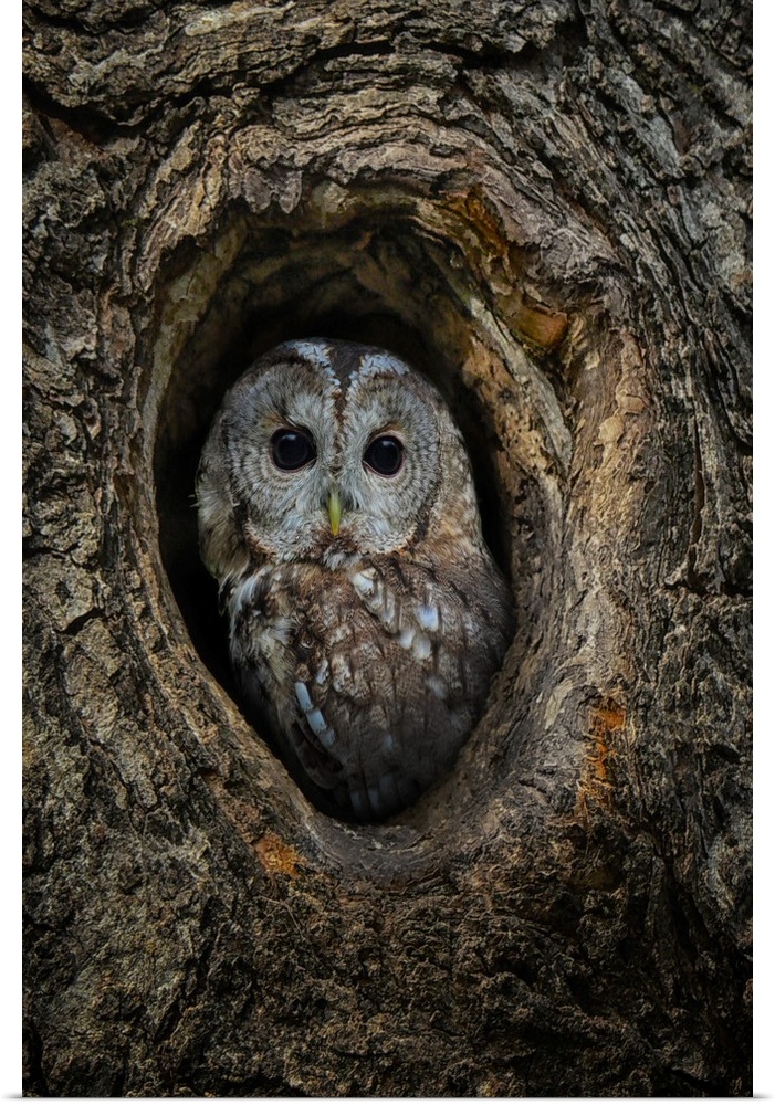 Portrait of an owl in hole in a tree.