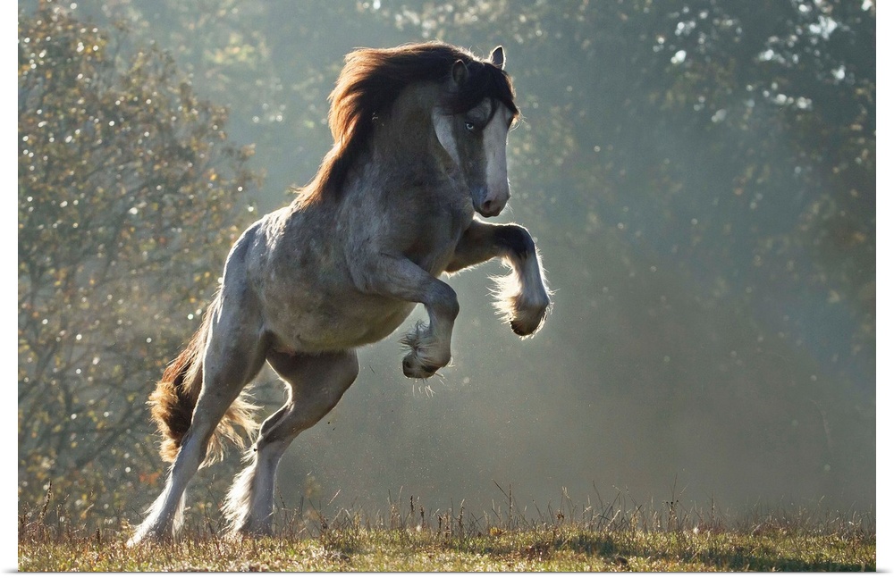 A leaping horse in the misty sunlight.
