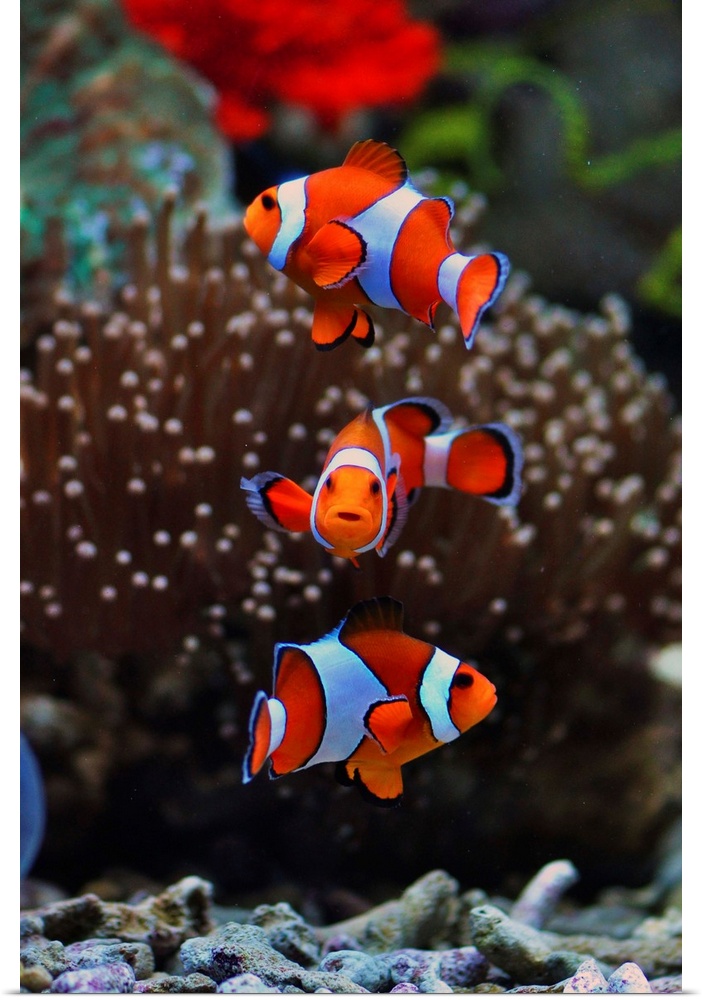Three orange and white striped Clownfish swimming near anemone.