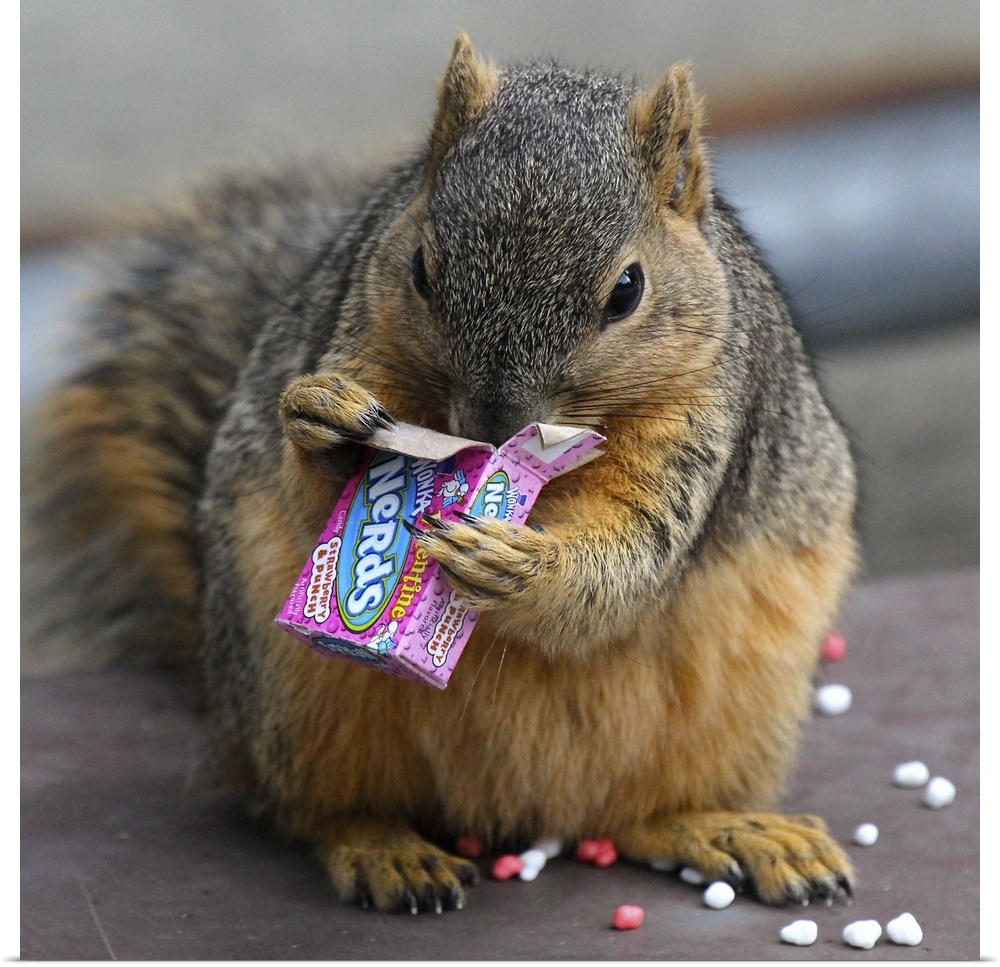 A fat squirrel devours a small box of 'Nerds' candy.