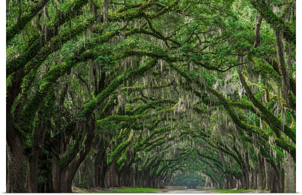 Old grove of mossy trees shrouding a road in Savannah, Georgia.