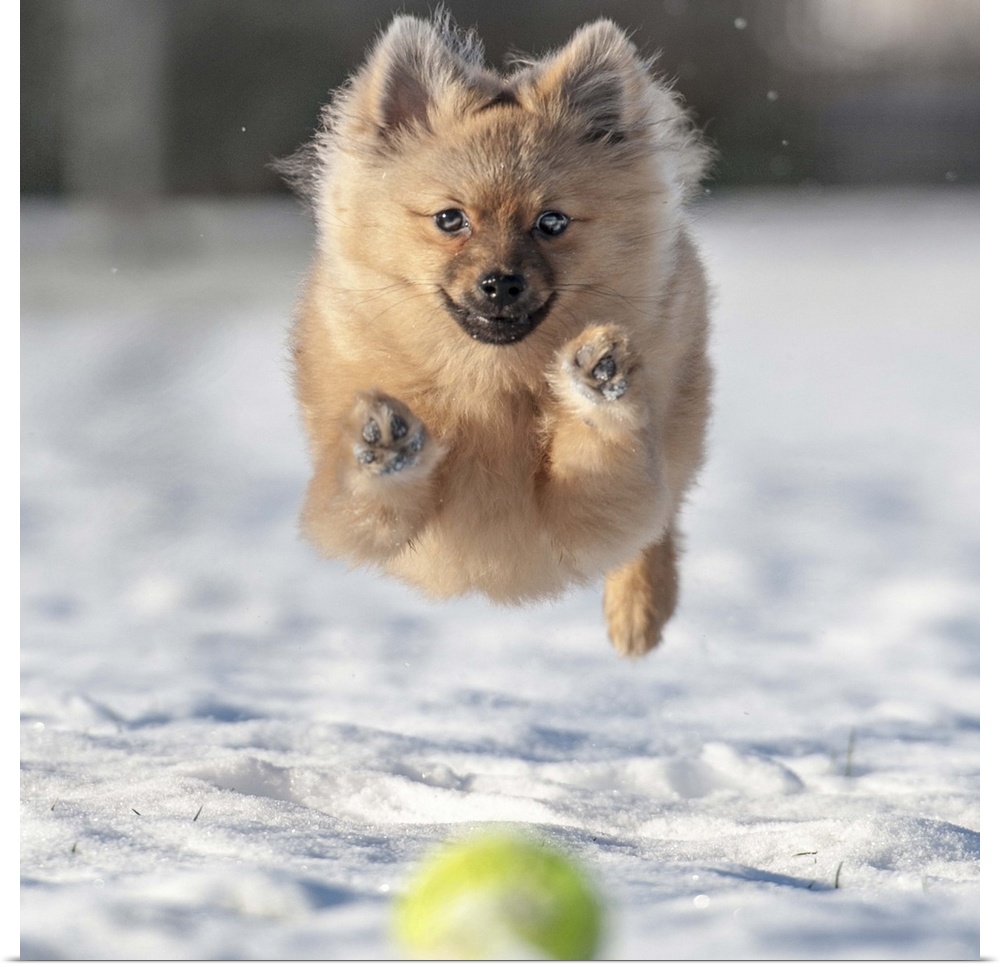 A dog leaps through the snow after a tennis ball.