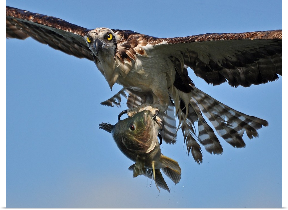 An osprey in flight with a freshly caught fish in its talons.