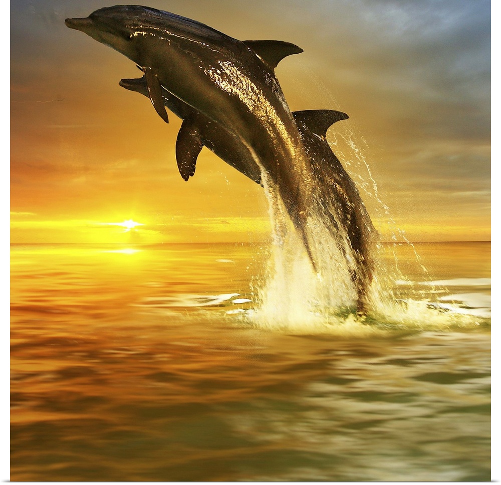 Two Dolphins leaping out of the water, over the sunset on the horizon.