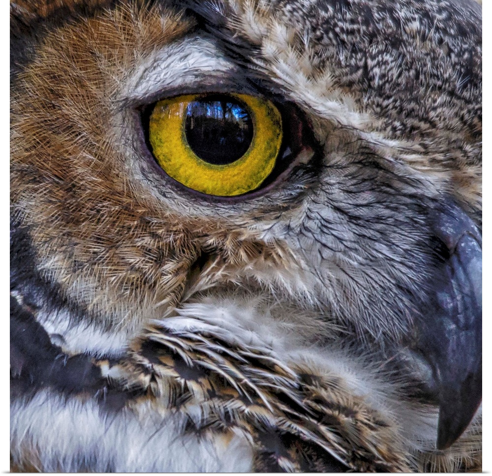 Close up of a Great Horned Owl's eye.