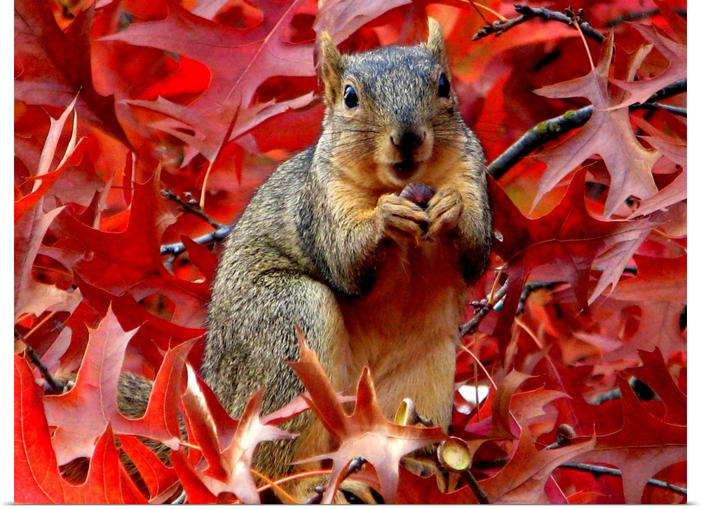 A cute little squirrel eating among red leaves.
