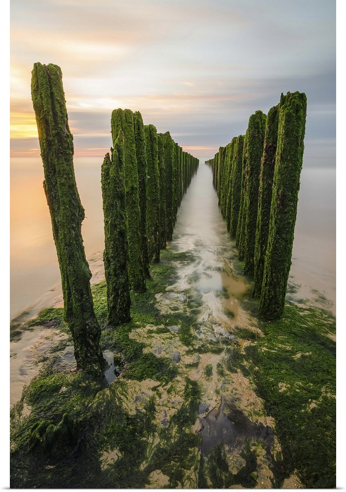Moss covered pier posts stuck in the water jetting out into the distance.