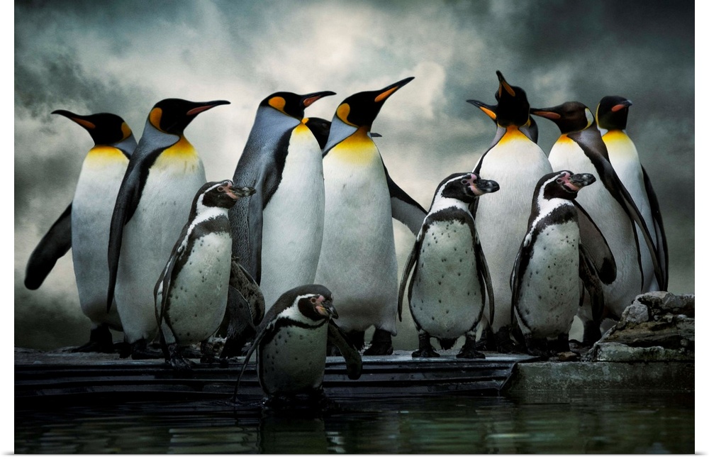 King Penguins and African Penguins standing together under dark clouds.