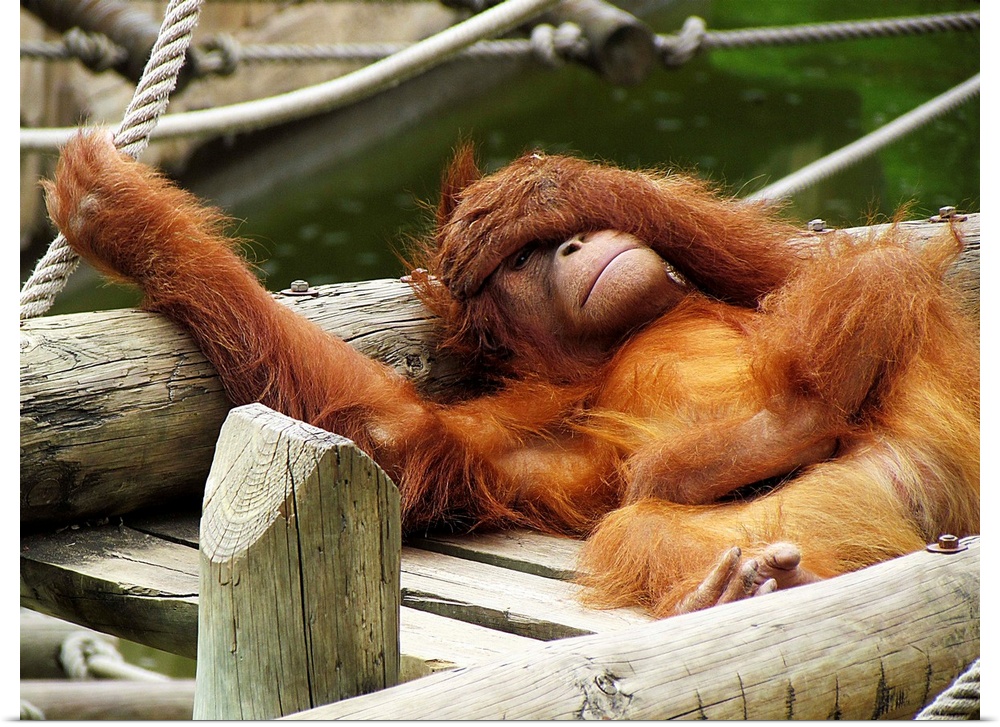 Sumatran orangutan at Lisbon Zoo, lounging on a wooden structure.