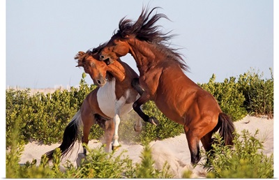 Pony Fight