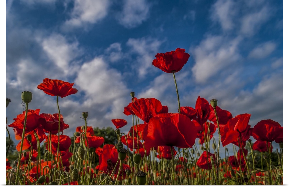 Poppies Reach for the Sky