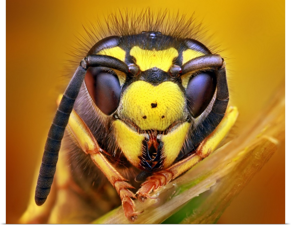Macro photo of the head of a wasp, missing one antenna.