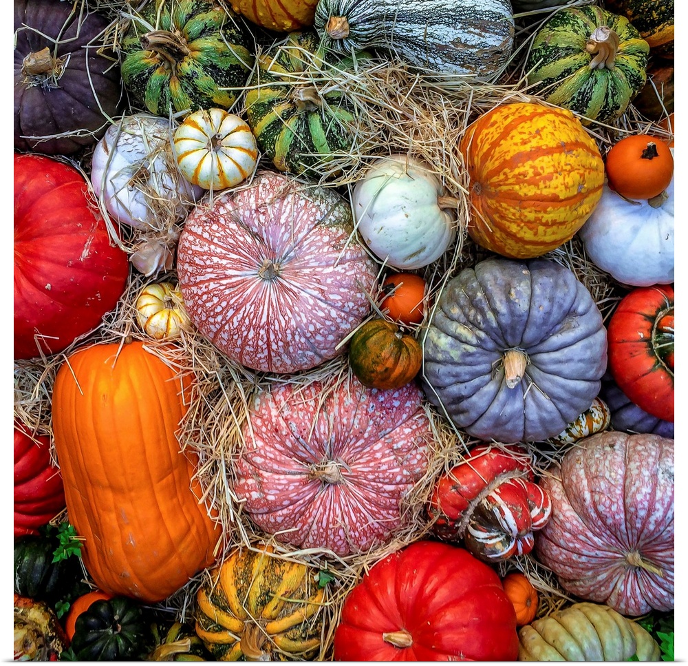 A collection of colorful pumpkins, gourds, and squash.