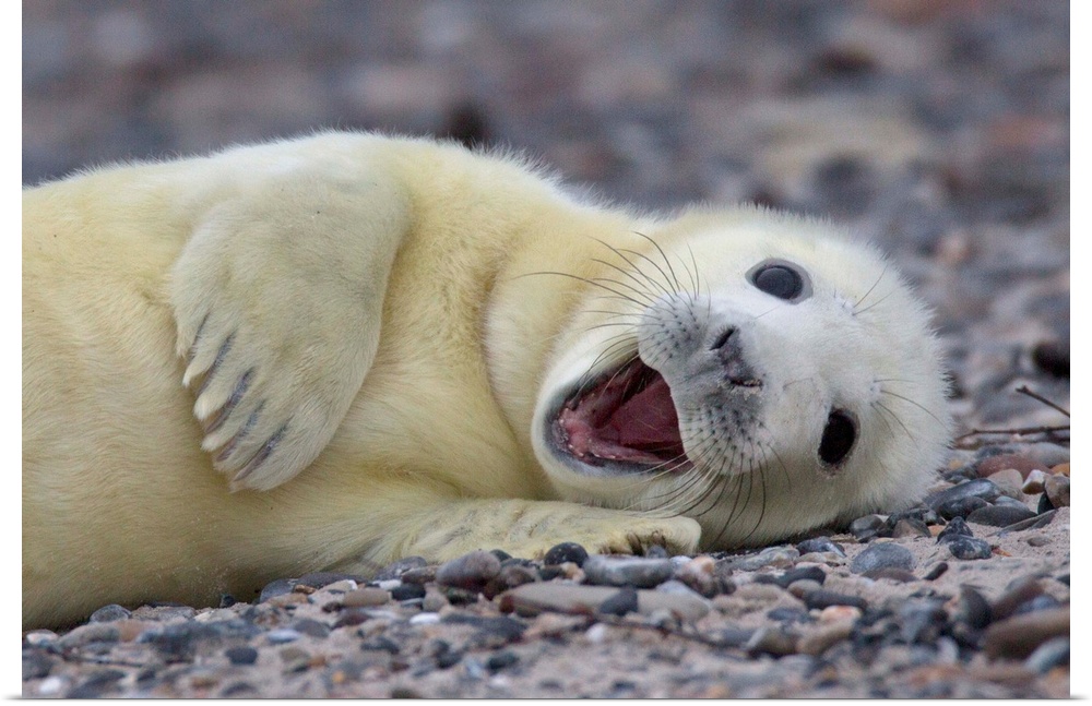 Cute baby seal with white fur lounging on the beach.