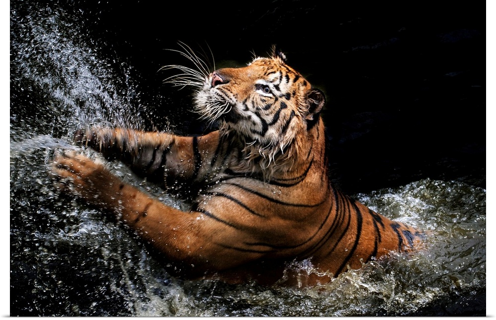 A photograph of a tiger leaping up into the air from shallow water.