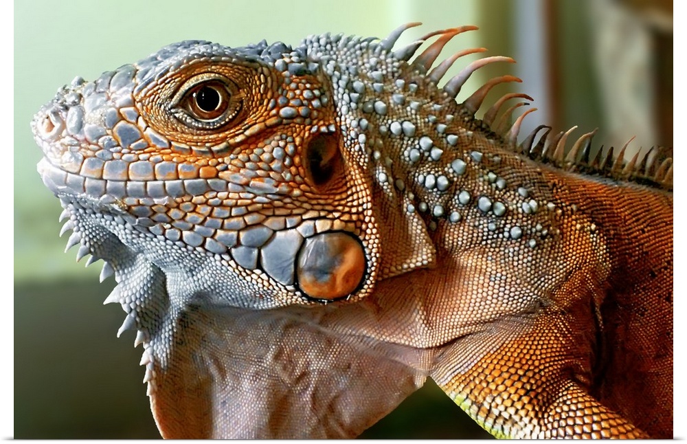 Portrait of a large red iguana with scaly skin.
