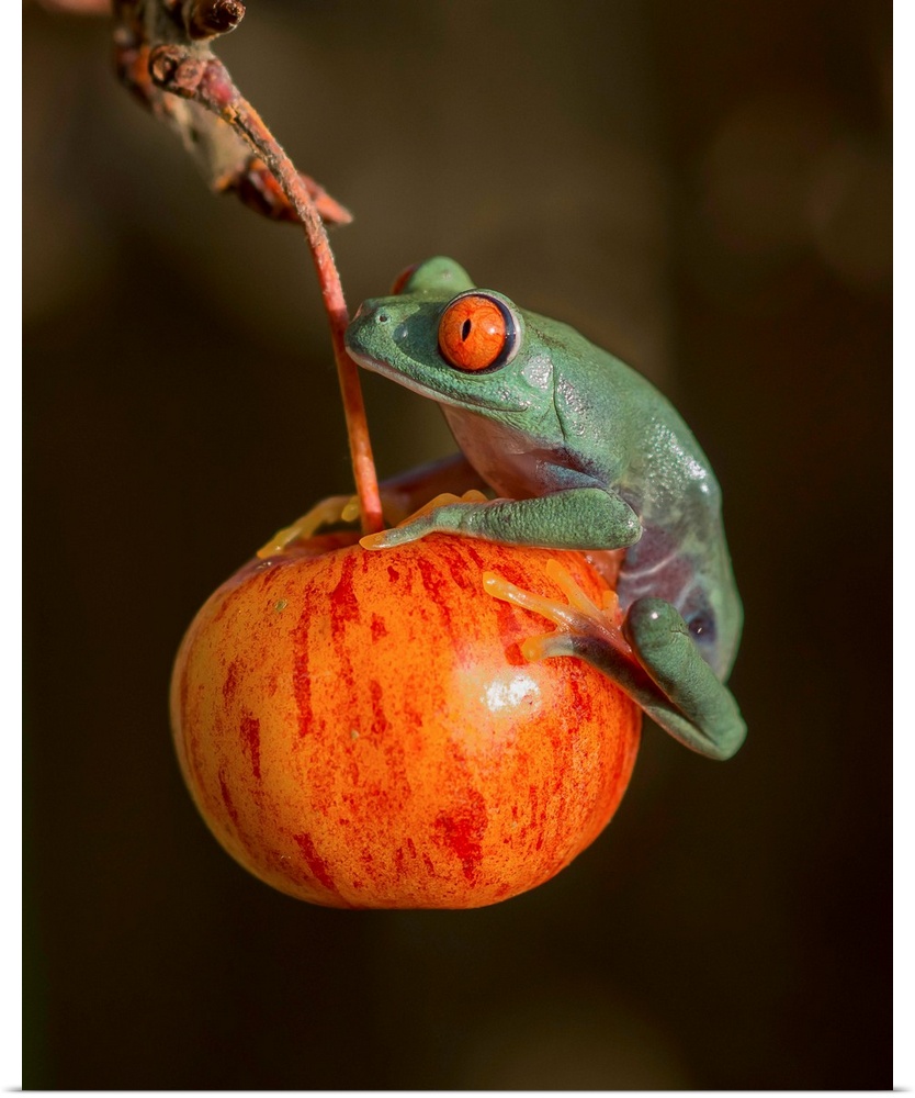 A red-eyed tree frog sitting on a red fruit.