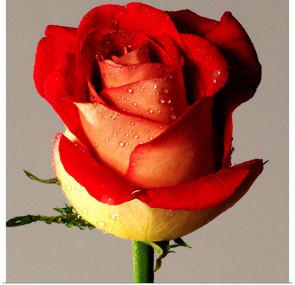Red rose bi-tone, with drops