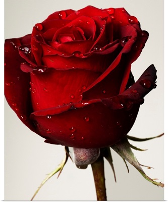Red Rose With Drops