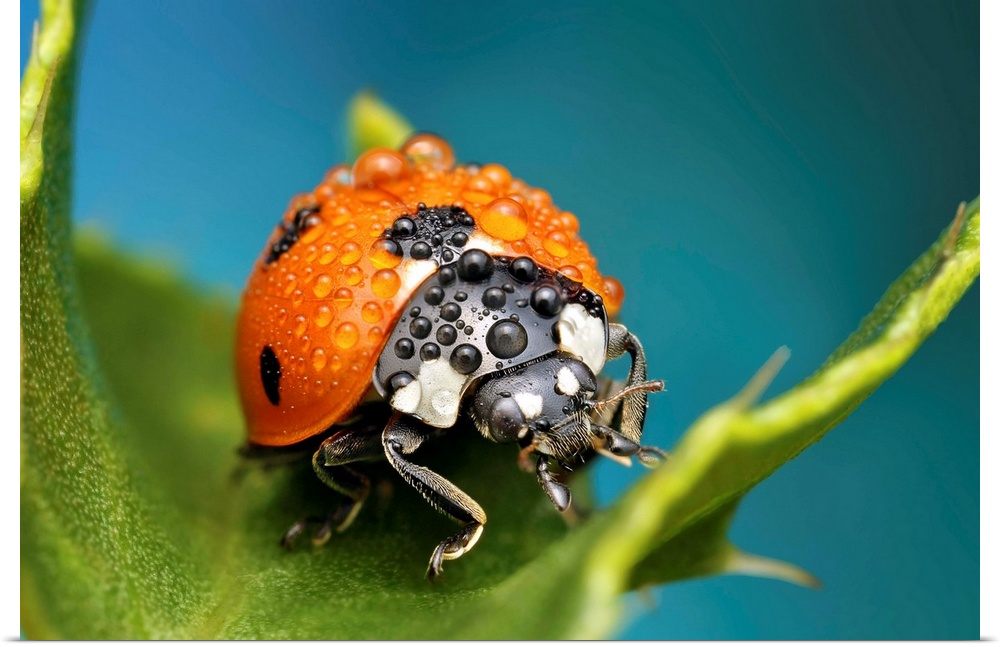 Macro image of a ladybug with raindrops on its back.
